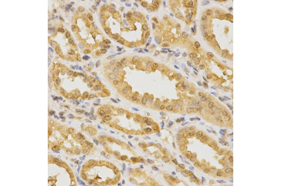 Anti-Cdc42 Antibody from Bioworld Technology (BS6229) - Antibodies.com