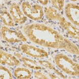 Anti-Cdc42 Antibody from Bioworld Technology (BS6229) - Antibodies.com