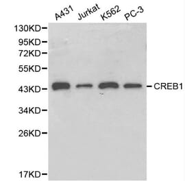 Anti-CREB Antibody from Bioworld Technology (BS6230) - Antibodies.com
