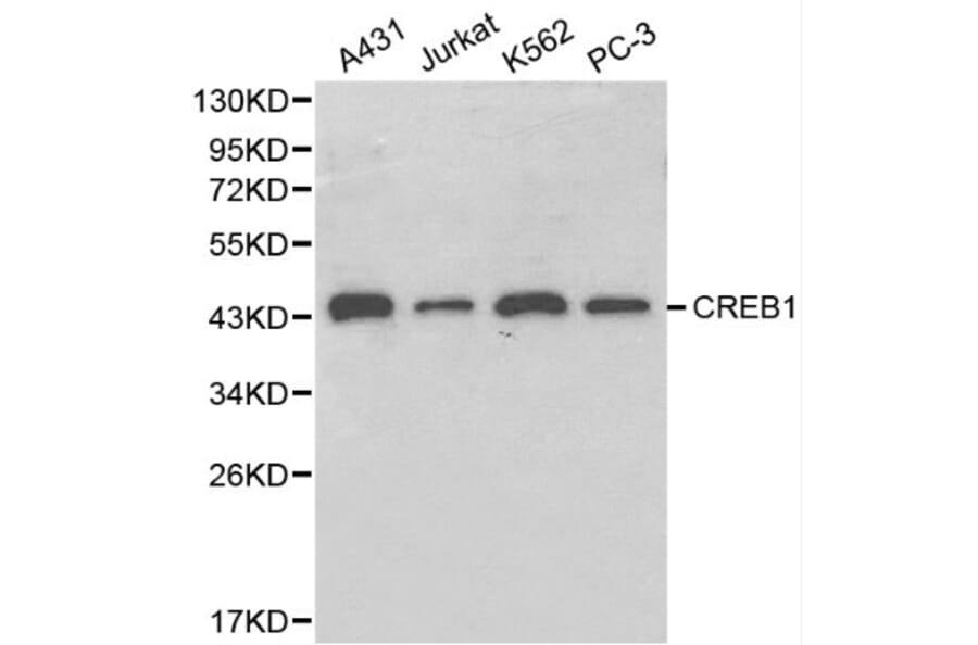 Anti-CREB Antibody from Bioworld Technology (BS6230) - Antibodies.com