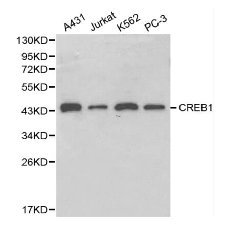 Anti-CREB Antibody from Bioworld Technology (BS6230) - Antibodies.com