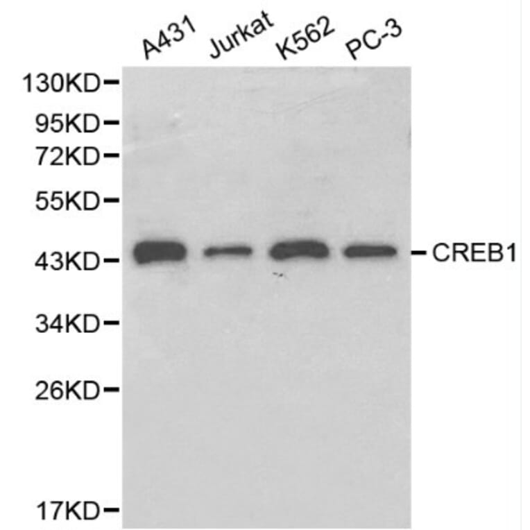 Anti-CREB Antibody from Bioworld Technology (BS6230) - Antibodies.com