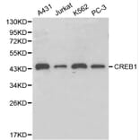 Anti-CREB Antibody from Bioworld Technology (BS6230) - Antibodies.com
