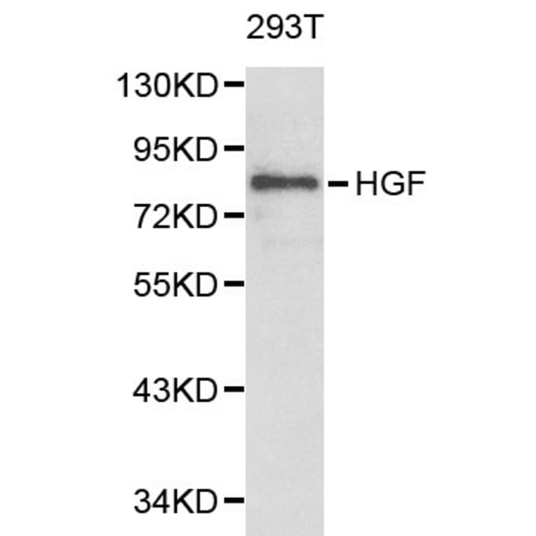 Anti-HGF Antibody from Bioworld Technology (BS6234) - Antibodies.com