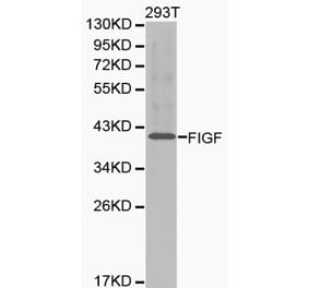 Anti-VEGF-D Antibody from Bioworld Technology (BS6235) - Antibodies.com
