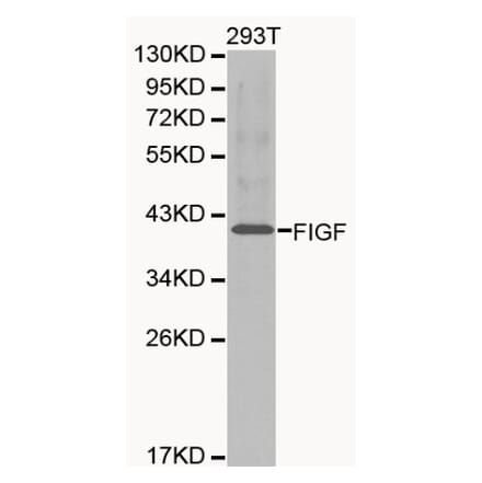 Anti-VEGF-D Antibody from Bioworld Technology (BS6235) - Antibodies.com