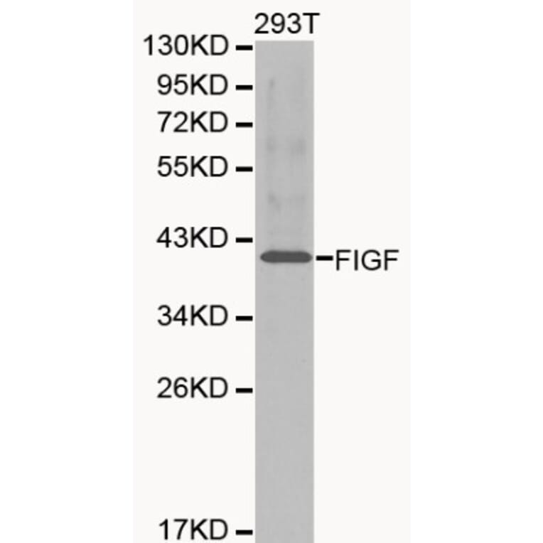 Anti-VEGF-D Antibody from Bioworld Technology (BS6235) - Antibodies.com