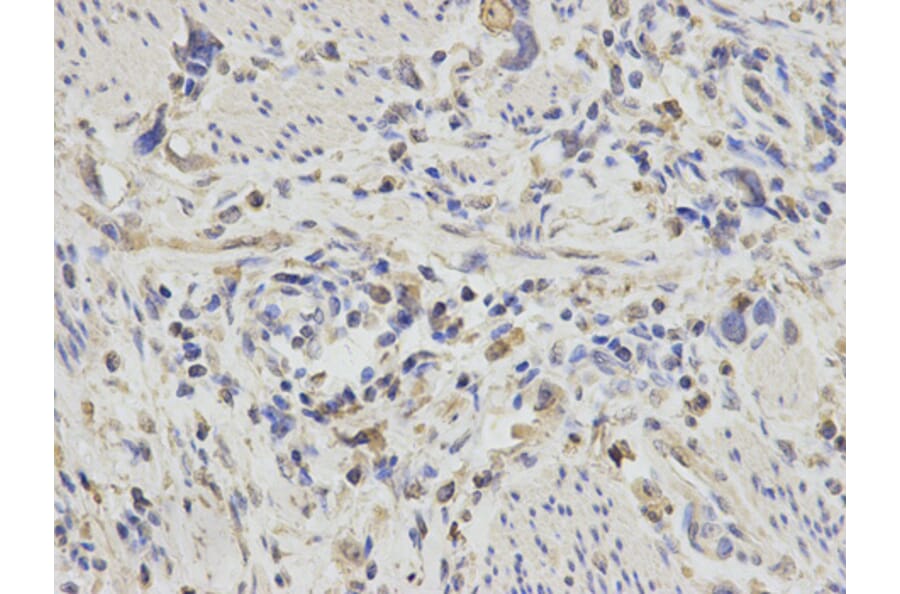 Anti-PDGFB Antibody from Bioworld Technology (BS6236) - Antibodies.com