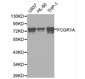 Anti-FCGR1A Antibody from Bioworld Technology (BS6238) - Antibodies.com