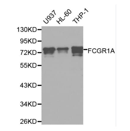 Anti-FCGR1A Antibody from Bioworld Technology (BS6238) - Antibodies.com