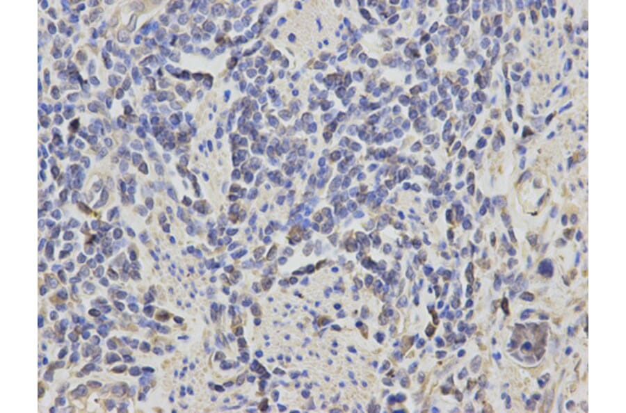 Anti-RASSF1 Antibody from Bioworld Technology (BS6244) - Antibodies.com