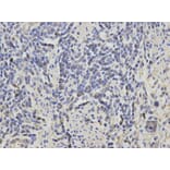Anti-RASSF1 Antibody from Bioworld Technology (BS6244) - Antibodies.com