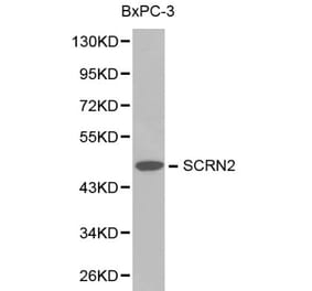 Anti-SCRN2 Antibody from Bioworld Technology (BS6246) - Antibodies.com