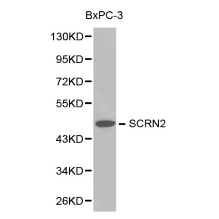 Anti-SCRN2 Antibody from Bioworld Technology (BS6246) - Antibodies.com