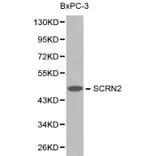 Anti-SCRN2 Antibody from Bioworld Technology (BS6246) - Antibodies.com