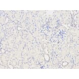 Anti-TPM3 Antibody from Bioworld Technology (BS6247) - Antibodies.com