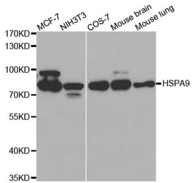 Anti-GRP75 Antibody from Bioworld Technology (BS6250) - Antibodies.com