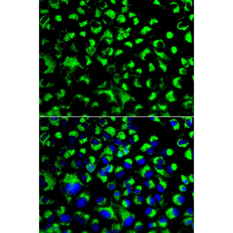 Anti-GRP75 Antibody from Bioworld Technology (BS6250) - Antibodies.com