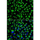 Anti-GRP75 Antibody from Bioworld Technology (BS6250) - Antibodies.com