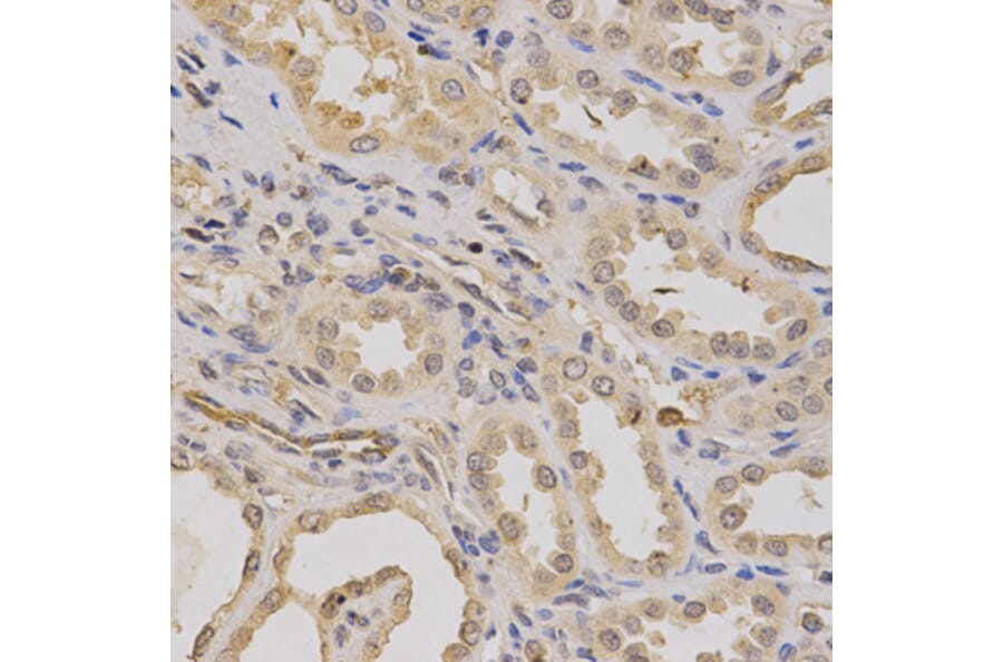 Anti-ATP6AP1 Antibody from Bioworld Technology (BS6251) - Antibodies.com