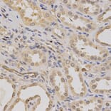 Anti-ATP6AP1 Antibody from Bioworld Technology (BS6251) - Antibodies.com