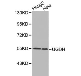 Anti-UGDH Antibody from Bioworld Technology (BS6252) - Antibodies.com
