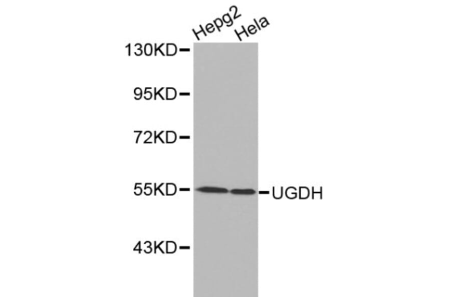 Anti-UGDH Antibody from Bioworld Technology (BS6252) - Antibodies.com