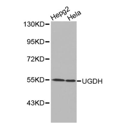 Anti-UGDH Antibody from Bioworld Technology (BS6252) - Antibodies.com