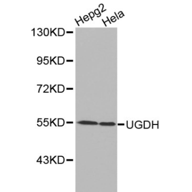 Anti-UGDH Antibody from Bioworld Technology (BS6252) - Antibodies.com