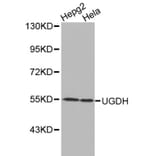 Anti-UGDH Antibody from Bioworld Technology (BS6252) - Antibodies.com