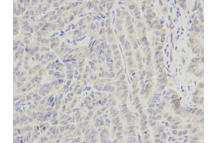 Anti-ECI1 Antibody from Bioworld Technology (BS6253) - Antibodies.com