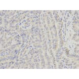 Anti-ECI1 Antibody from Bioworld Technology (BS6253) - Antibodies.com