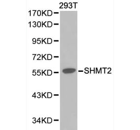 Anti-SHMT2 Antibody from Bioworld Technology (BS6257) - Antibodies.com