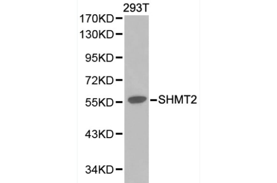 Anti-SHMT2 Antibody from Bioworld Technology (BS6257) - Antibodies.com