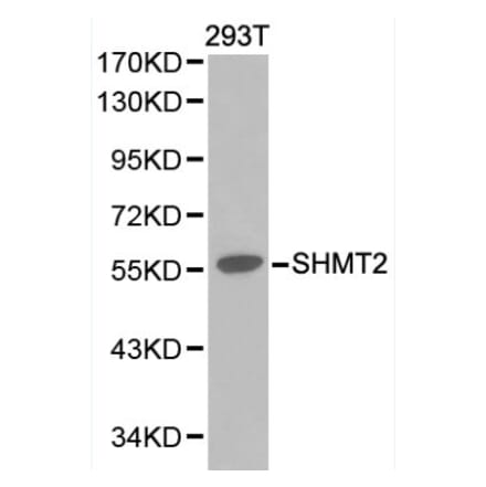 Anti-SHMT2 Antibody from Bioworld Technology (BS6257) - Antibodies.com