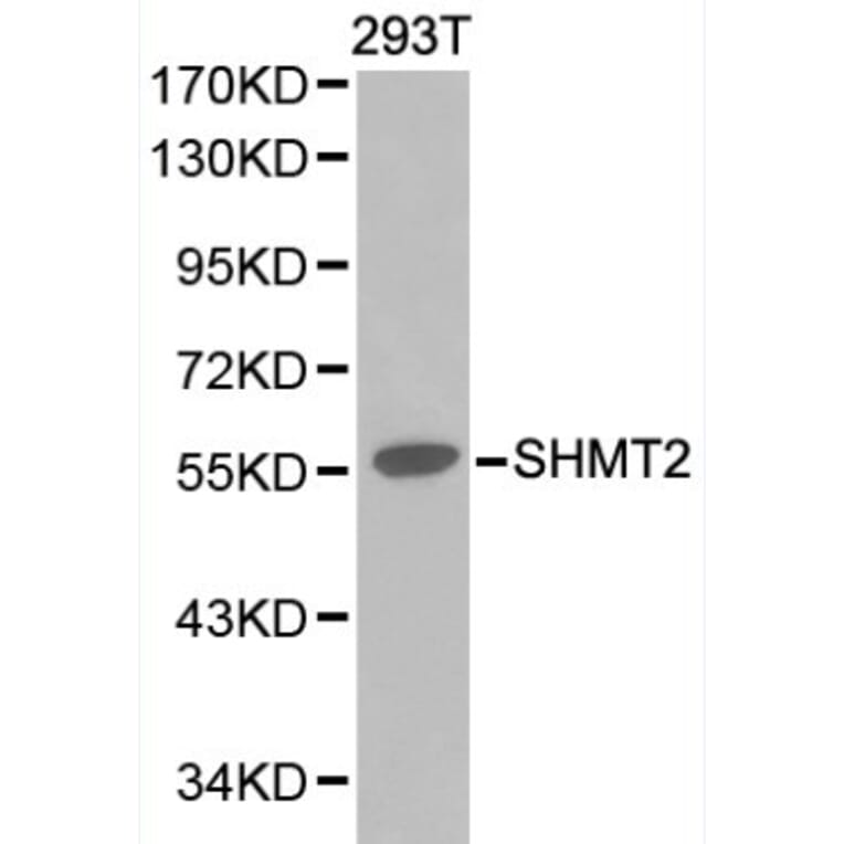 Anti-SHMT2 Antibody from Bioworld Technology (BS6257) - Antibodies.com