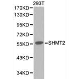 Anti-SHMT2 Antibody from Bioworld Technology (BS6257) - Antibodies.com