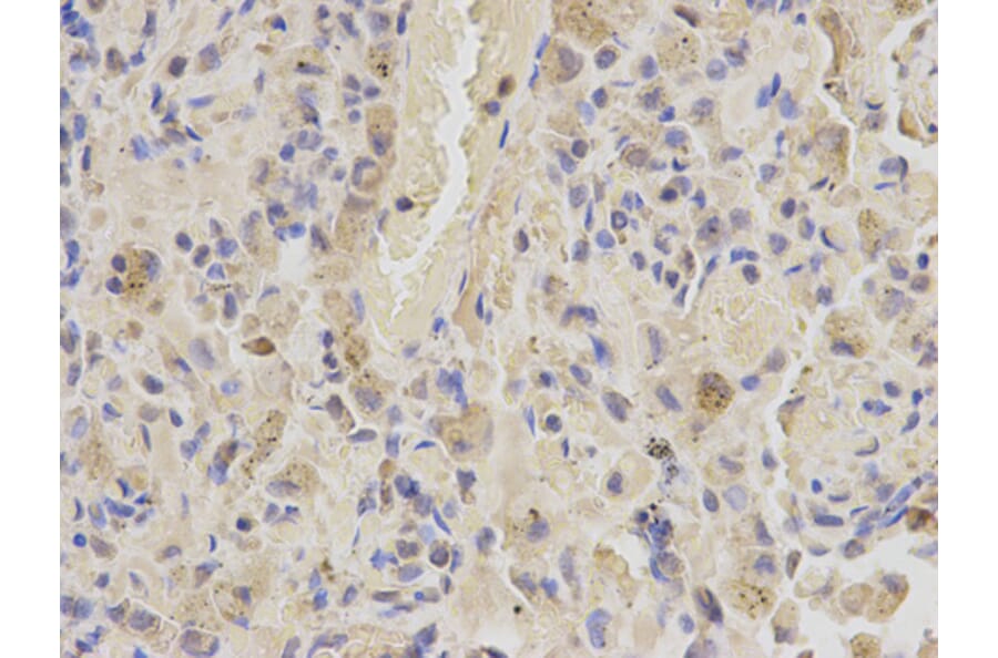 Anti-SHMT2 Antibody from Bioworld Technology (BS6257) - Antibodies.com