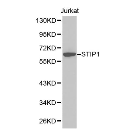 Anti-STIP1 Antibody from Bioworld Technology (BS6261) - Antibodies.com