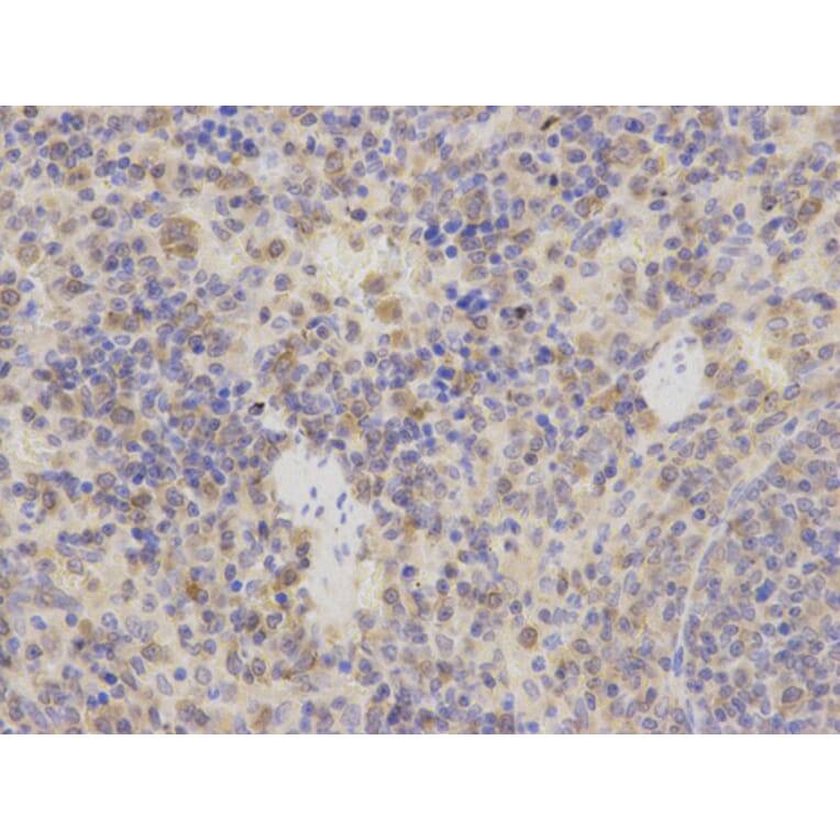 Anti-STIP1 Antibody from Bioworld Technology (BS6261) - Antibodies.com