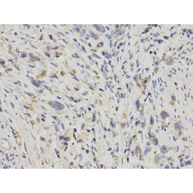 Anti-APOH Antibody from Bioworld Technology (BS6262) - Antibodies.com