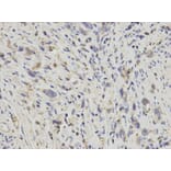 Anti-APOH Antibody from Bioworld Technology (BS6262) - Antibodies.com