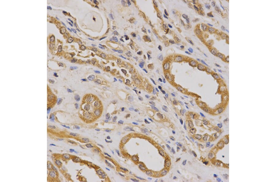 Anti-ARHGAP25 Antibody from Bioworld Technology (BS6265) - Antibodies.com