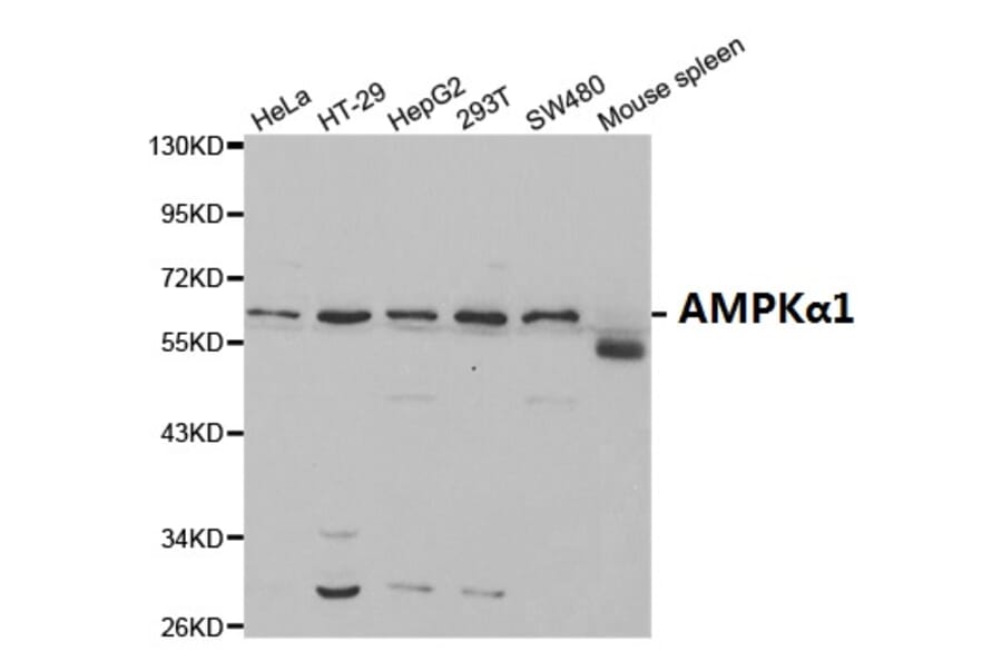 Anti-AMPKα1 Antibody from Bioworld Technology (BS6271) - Antibodies.com