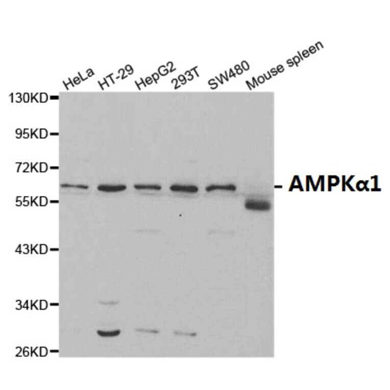 Anti-AMPKα1 Antibody from Bioworld Technology (BS6271) - Antibodies.com