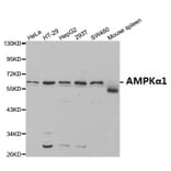 Anti-AMPKα1 Antibody from Bioworld Technology (BS6271) - Antibodies.com