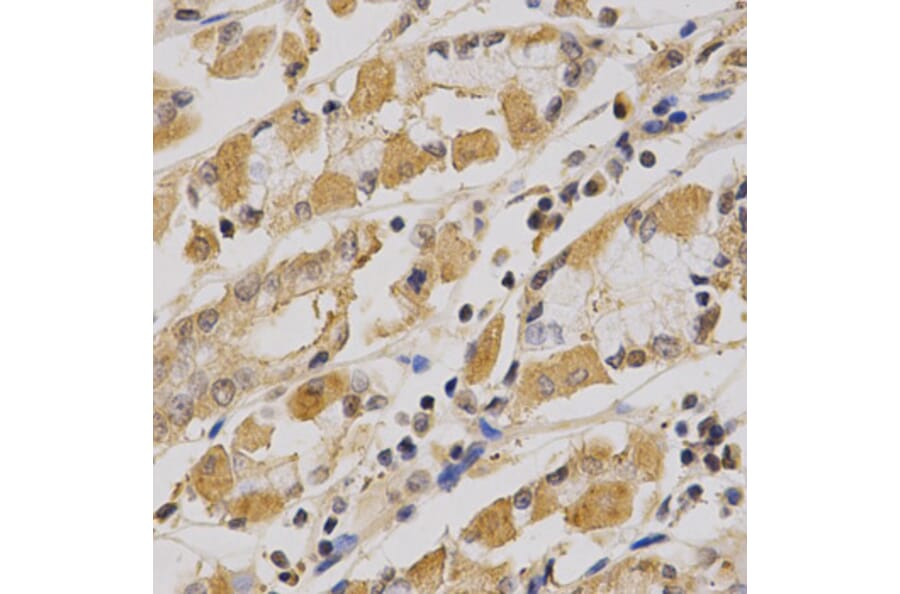 Anti-AMPKα1 Antibody from Bioworld Technology (BS6271) - Antibodies.com