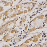 Anti-AMPKα1 Antibody from Bioworld Technology (BS6271) - Antibodies.com