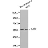 Anti-IL7R Antibody from Bioworld Technology (BS6272) - Antibodies.com