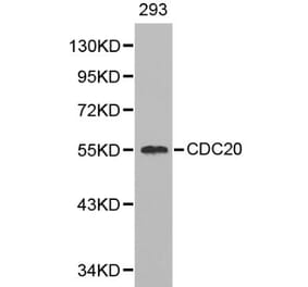 Anti-Cdc20 Antibody from Bioworld Technology (BS6273) - Antibodies.com